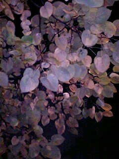 060930_2356`0001.jpg