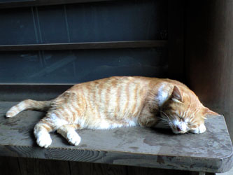 101308_jindaiji_p-chan.jpg