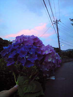 CA390302.jpg