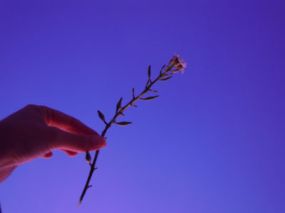 DSCN2676.jpg