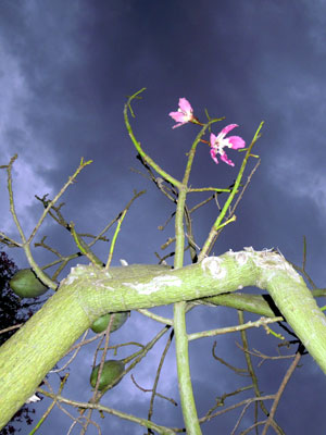 DSCN4221.jpg