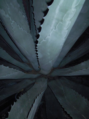 DSCN4224.jpg