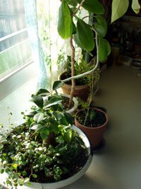 P1010018.jpg