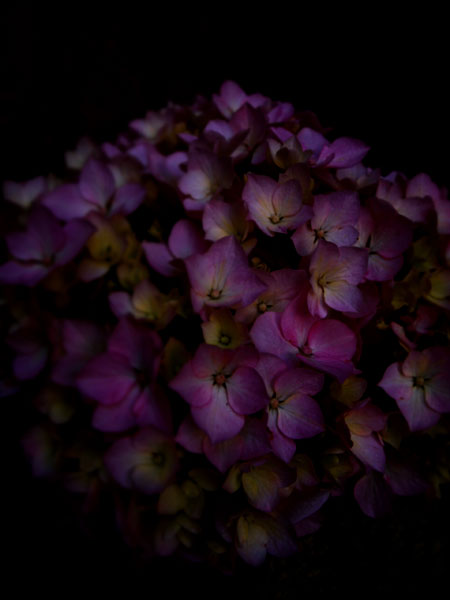 P5264412.jpg