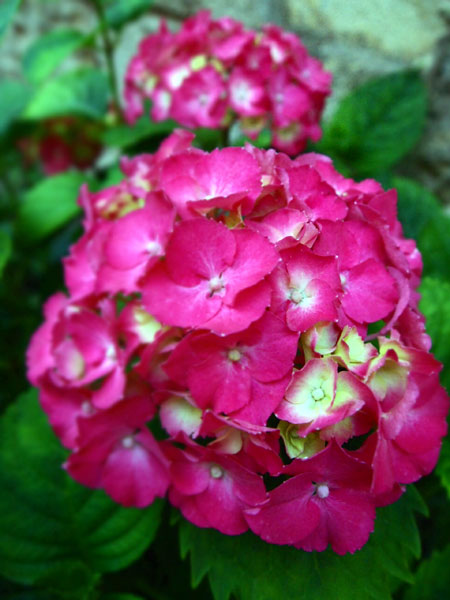 P5264415.jpg