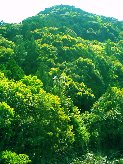 PICT0275.jpg