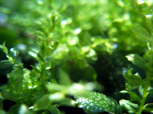 PICT0323s.jpg