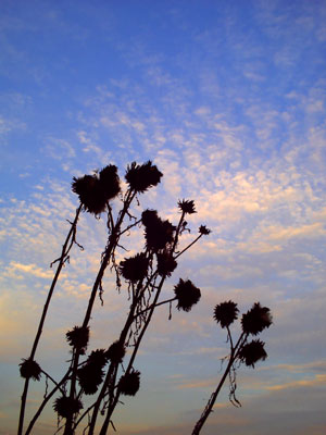 PICT0512.jpg
