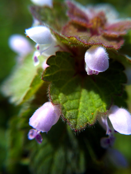 PICT0682.jpg