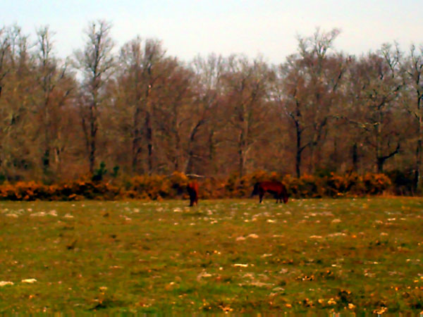 PICT0684.jpg