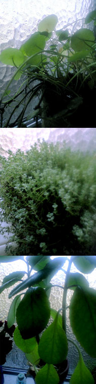 bathplants.jpg
