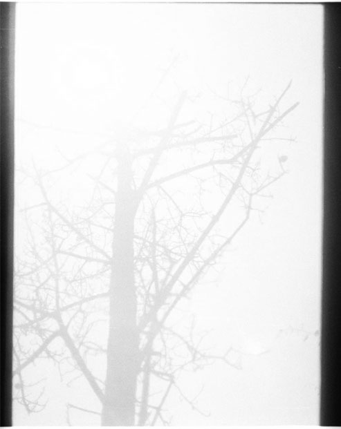 bwtree.jpg