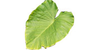 kuwazuimo.jpg