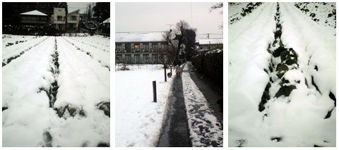 neige2.jpg