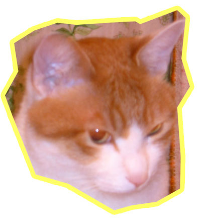 nekocha_tan.jpg