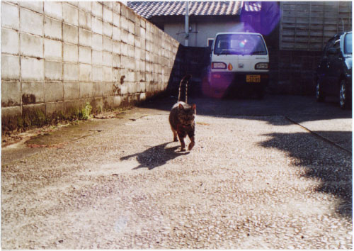 nikuyanoinu3.jpg
