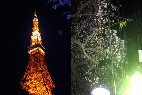 sakura_tower.jpg