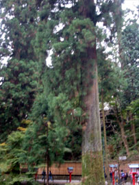 takao_sugi.jpg