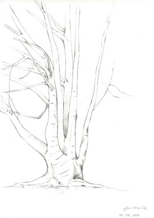 tree.jpg