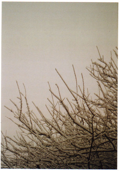 ume1.jpg