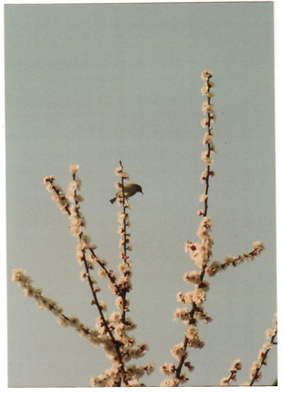 ume3.jpg